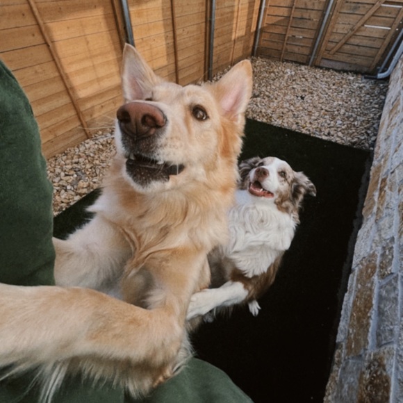 Meet your Posher, Cece - Picture 7 of 8